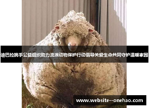 迪巴拉携手公益组织助力流浪动物保护行动倡导关爱生命共同守护温暖家园